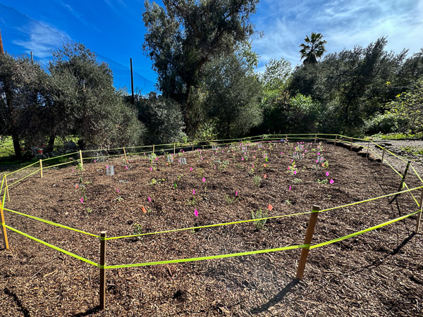 Micro-forest, 2/21/26
