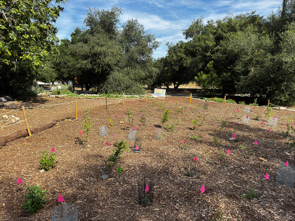 Micro-forest, 3/26/26
