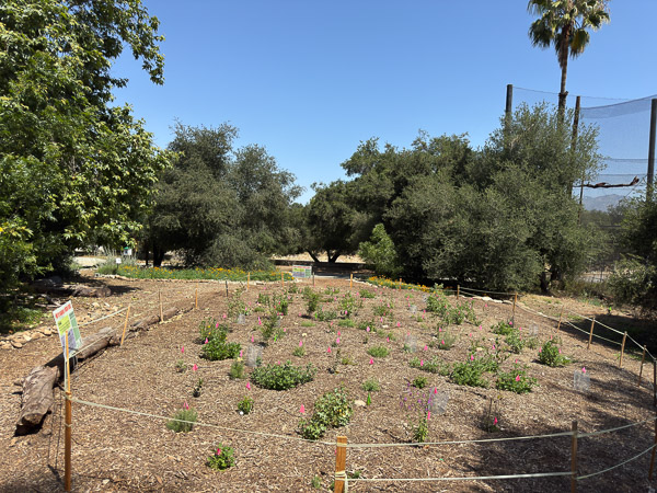 Micro-forest, 4/19/26