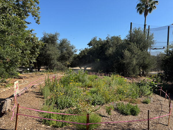 Micro-forest, 6/15/26