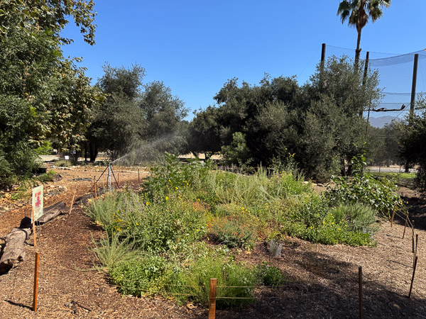 Micro-forest, 7/19/26