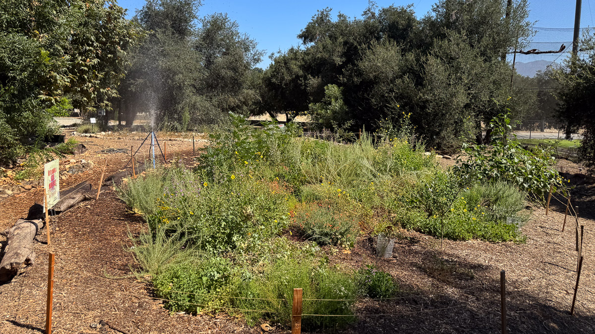 Microforest-260719_July26